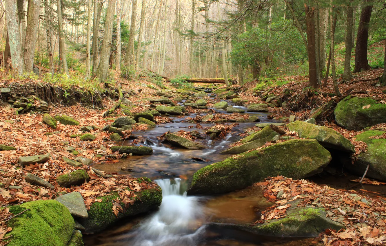 Photo wallpaper autumn, forest, water, trees, nature, river, stream, stones