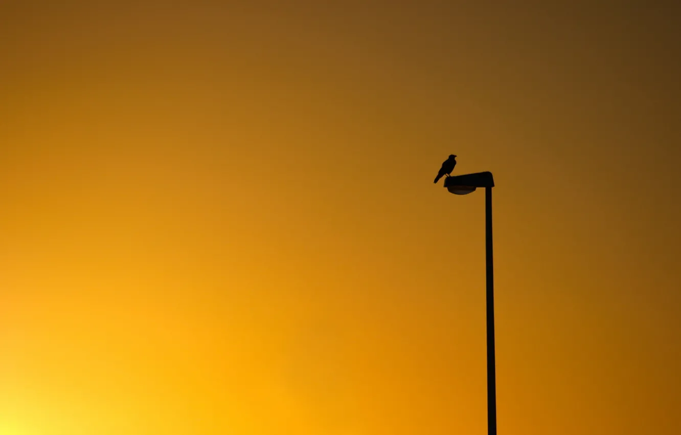 Photo wallpaper sunset, bird, minimalism