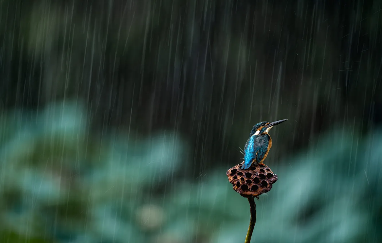 Photo wallpaper drops, nature, the dark background, rain, bird, stem, the shower, bokeh