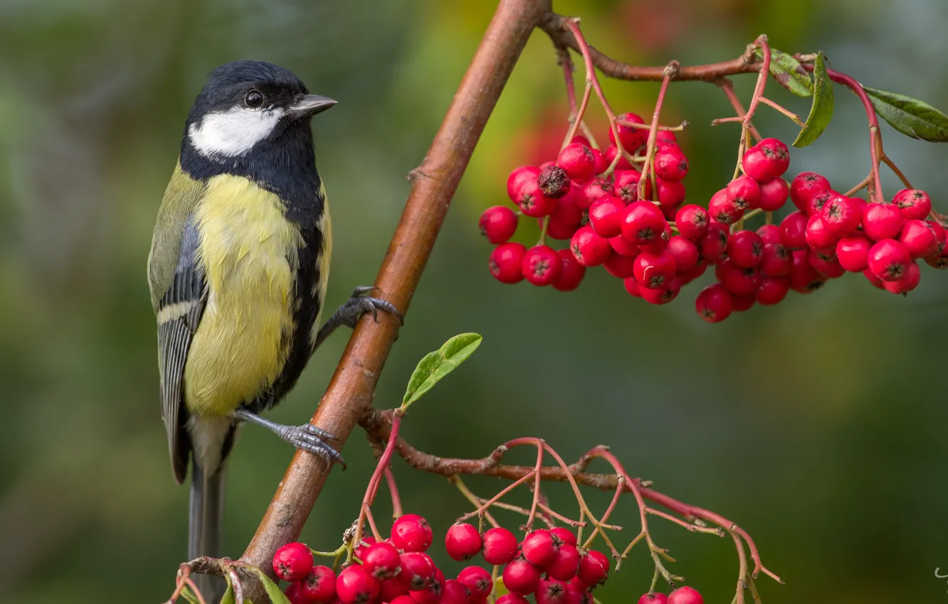 Photo wallpaper branches, Rowan, tit