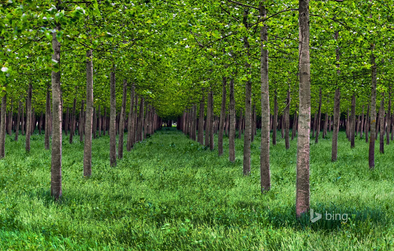 Photo wallpaper grass, trees, Park, Italy, grove, poplar, the valley of the river Po