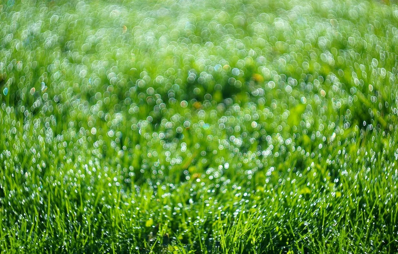 Photo wallpaper grass, drops, bubbles, Rosa, bokeh