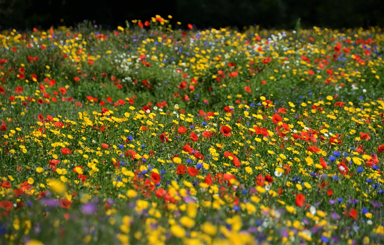 Photo wallpaper summer, flowers, Maki, yellow, meadow, red, field, blue