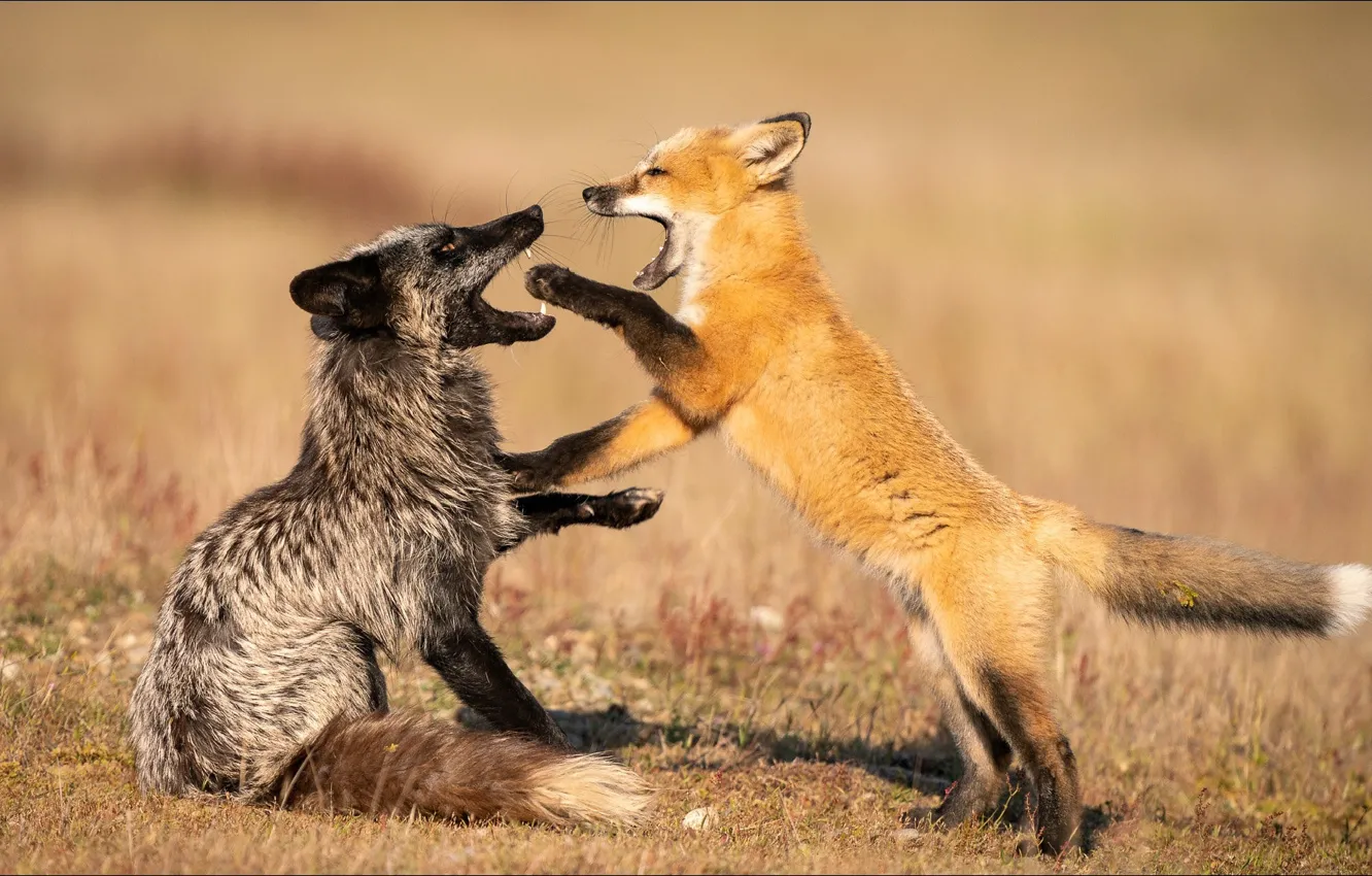 Photo wallpaper animal, the game, play, Fox, two, animals, two, foxes