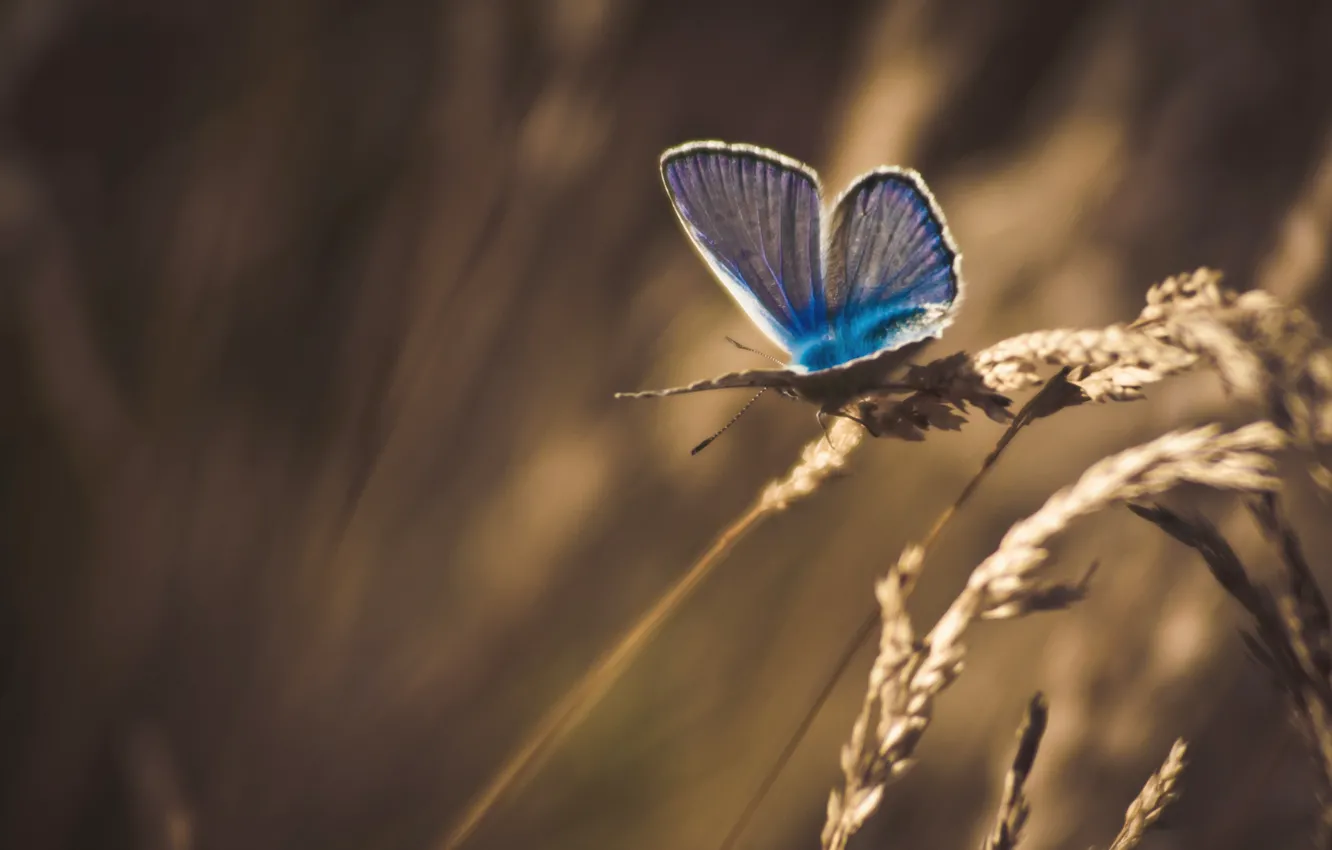 Photo wallpaper grass, macro, butterfly, treatment, spikelets, dry