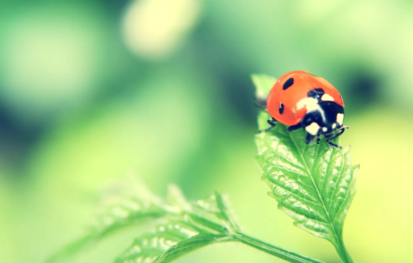 Photo wallpaper glare, foliage, ladybug