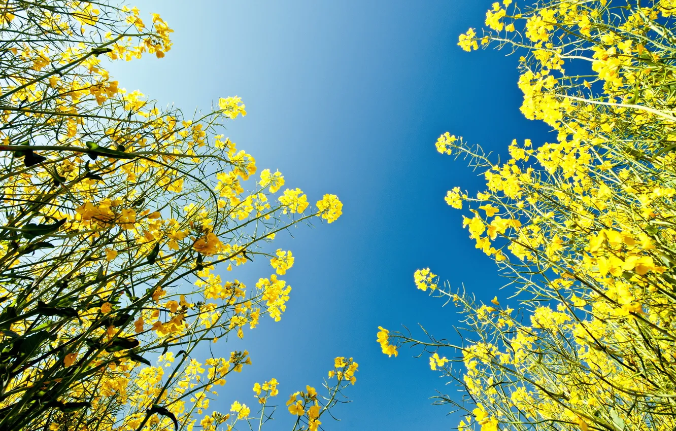 Photo wallpaper summer, the sky, light, nature, rape