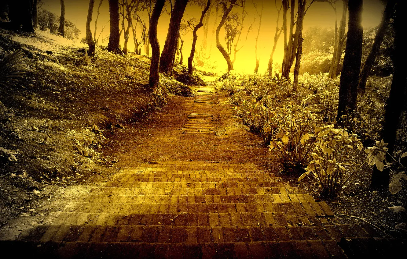 Photo wallpaper light, trees, Park, color, track, stage, Chile