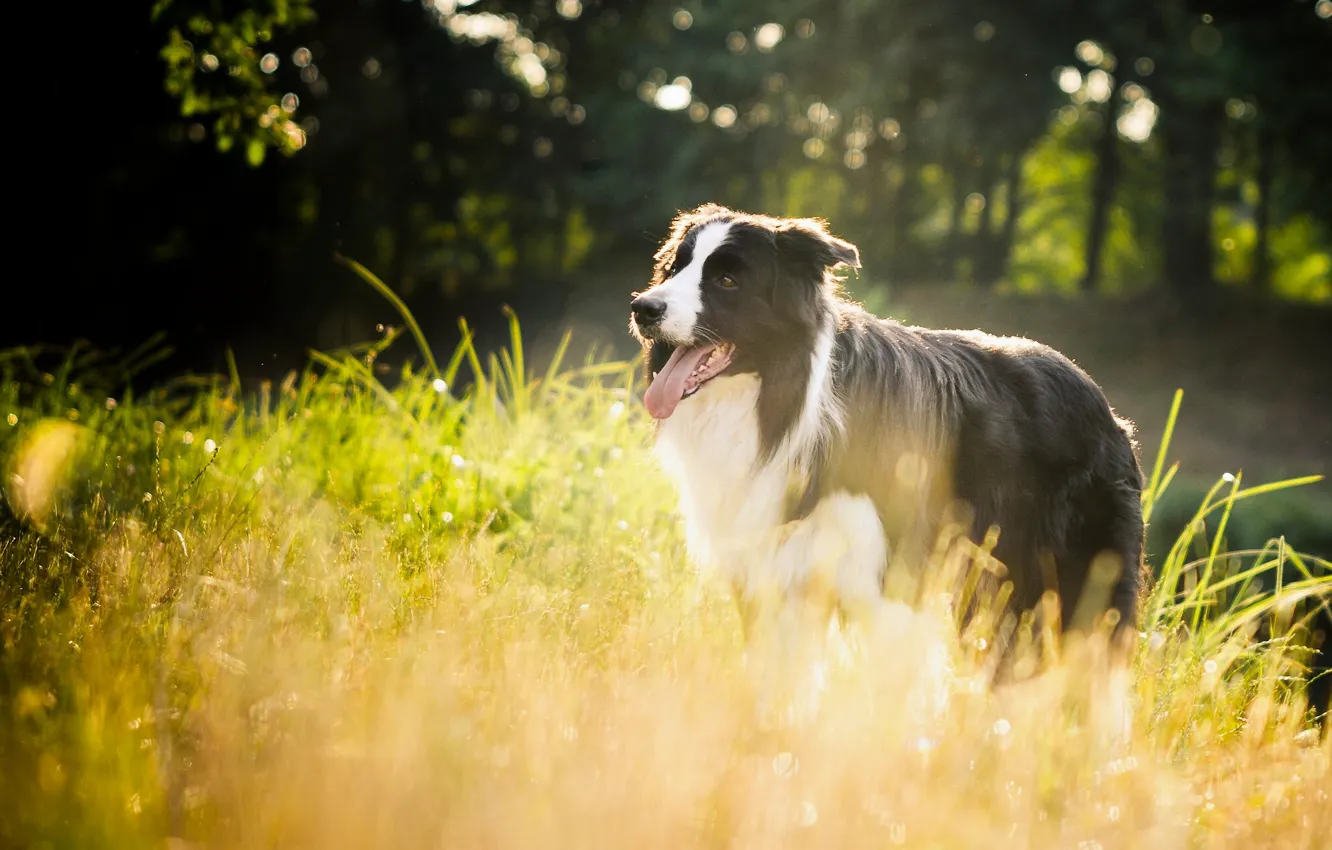 Photo wallpaper grass, dog, the border collie
