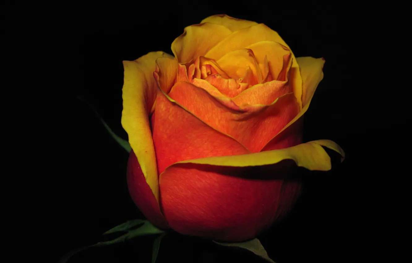 Photo wallpaper flower, light, background, the darkness, rose, petals, Bud