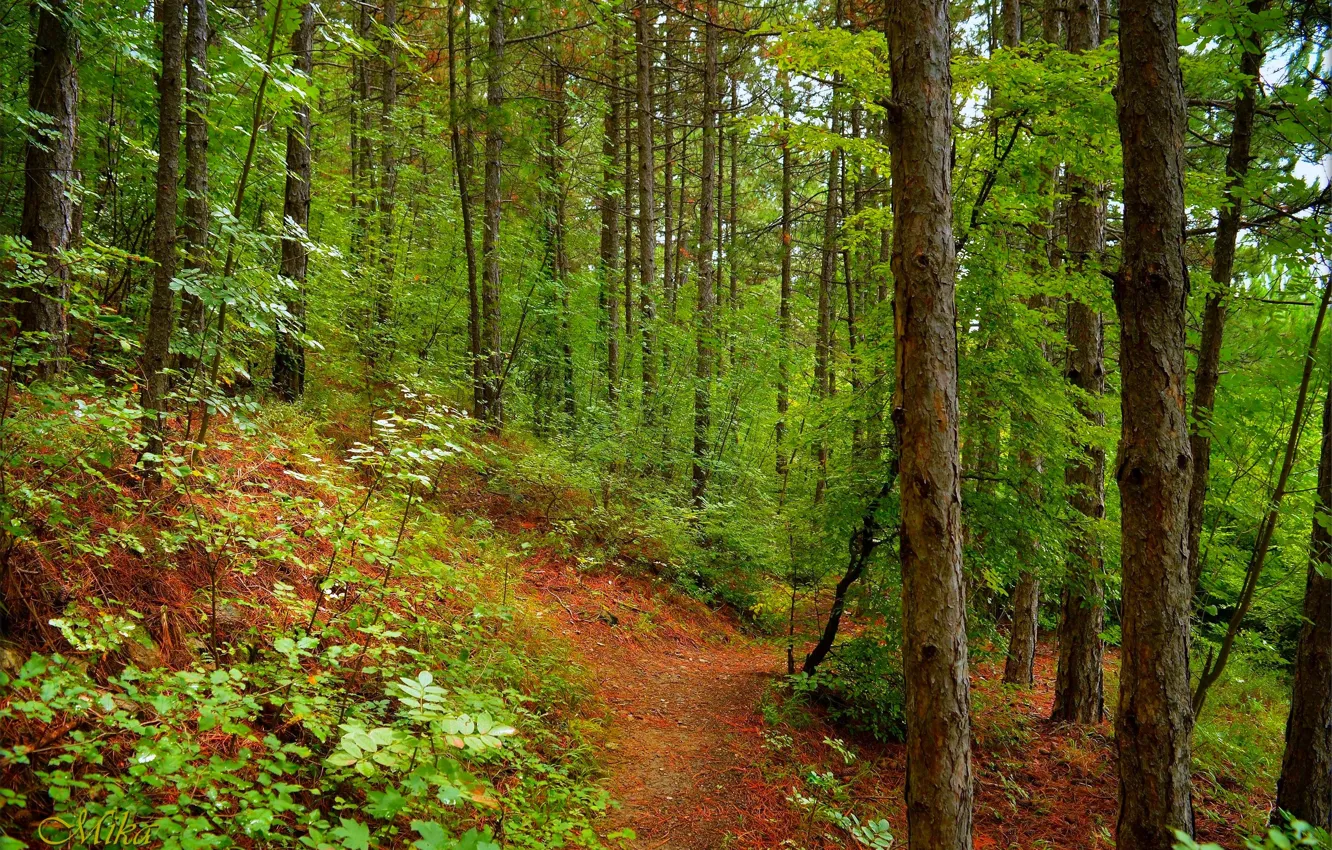 Photo wallpaper Greens, Path, Trees, Forest, Forest, Trees, Path