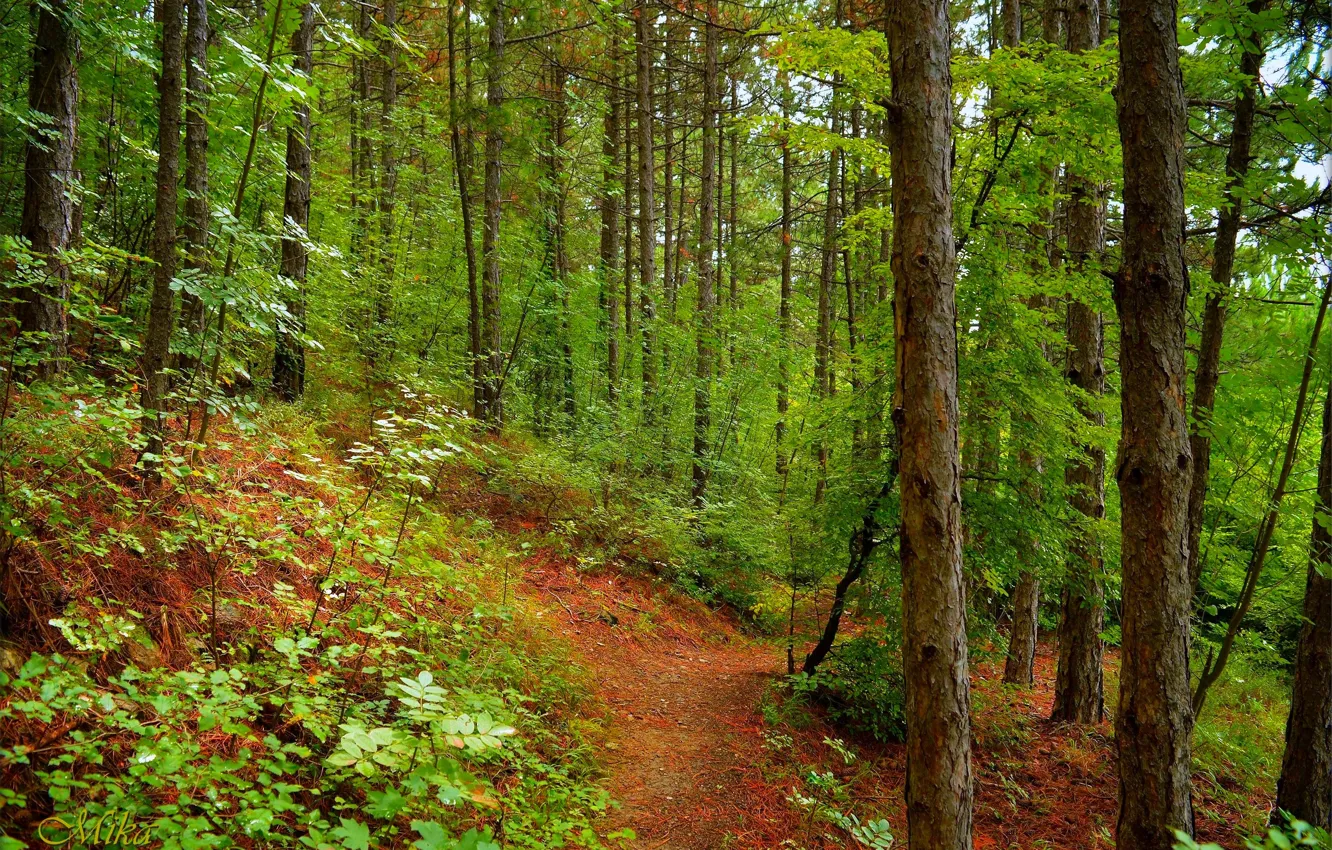 Photo wallpaper greens, forest, trees, forest, path, trees, path
