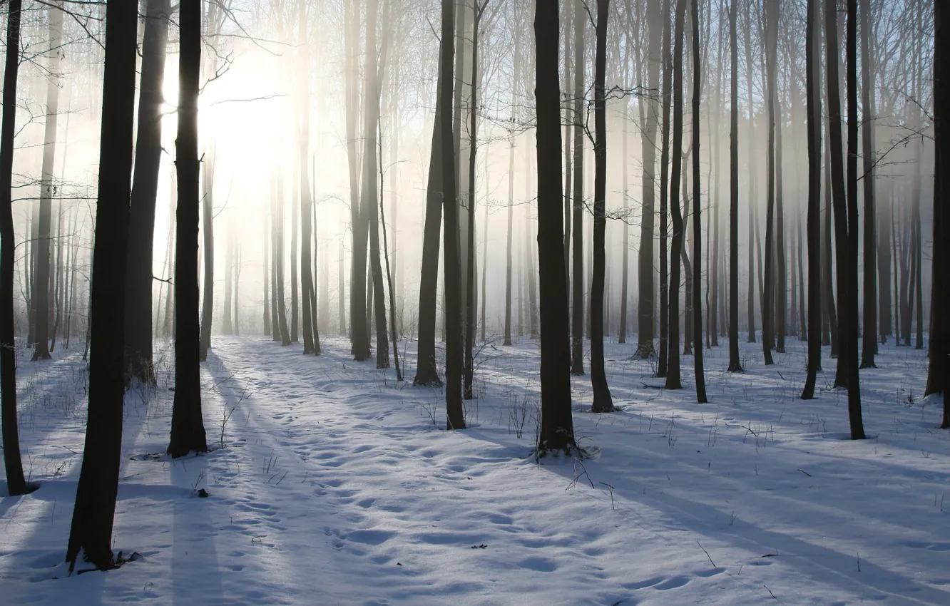 Photo wallpaper winter, forest, the sun, light, snow, trees, branches, fog