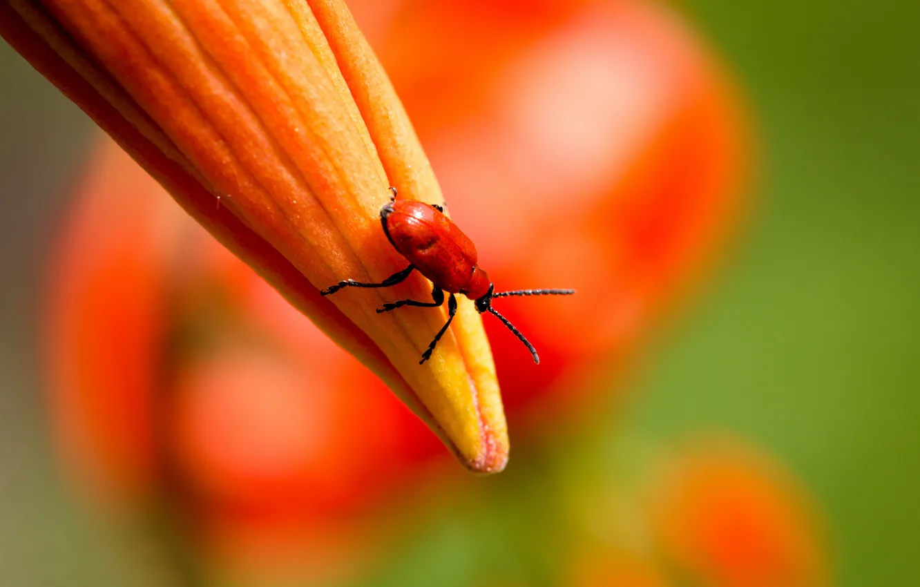 Photo wallpaper bug, Lily, Bud, insect, orange