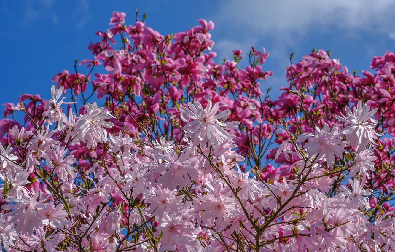 Photo wallpaper trees, spring, Magnolia