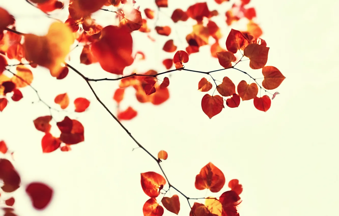 Photo wallpaper autumn, white, leaves, background, twigs