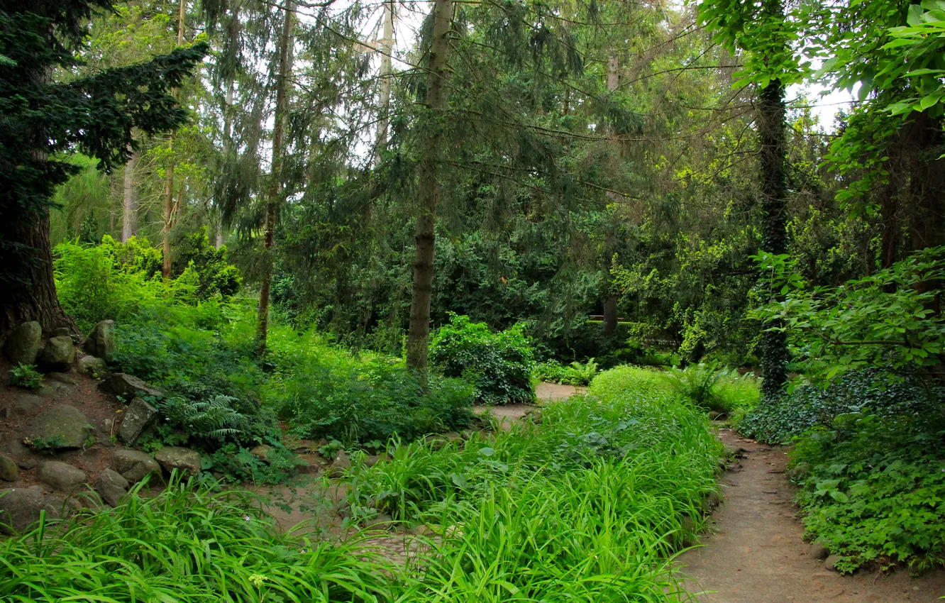 Photo wallpaper forest, trees, park, alley