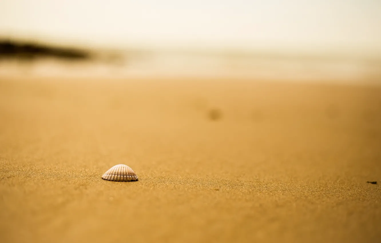 Photo wallpaper sand, beach, shell, bokeh
