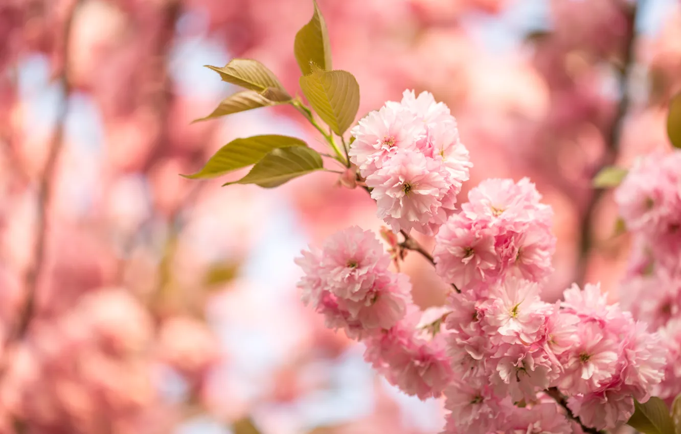Photo wallpaper flowers, nature, cherry, spring, Sakura, pink, Iryna Melnyk