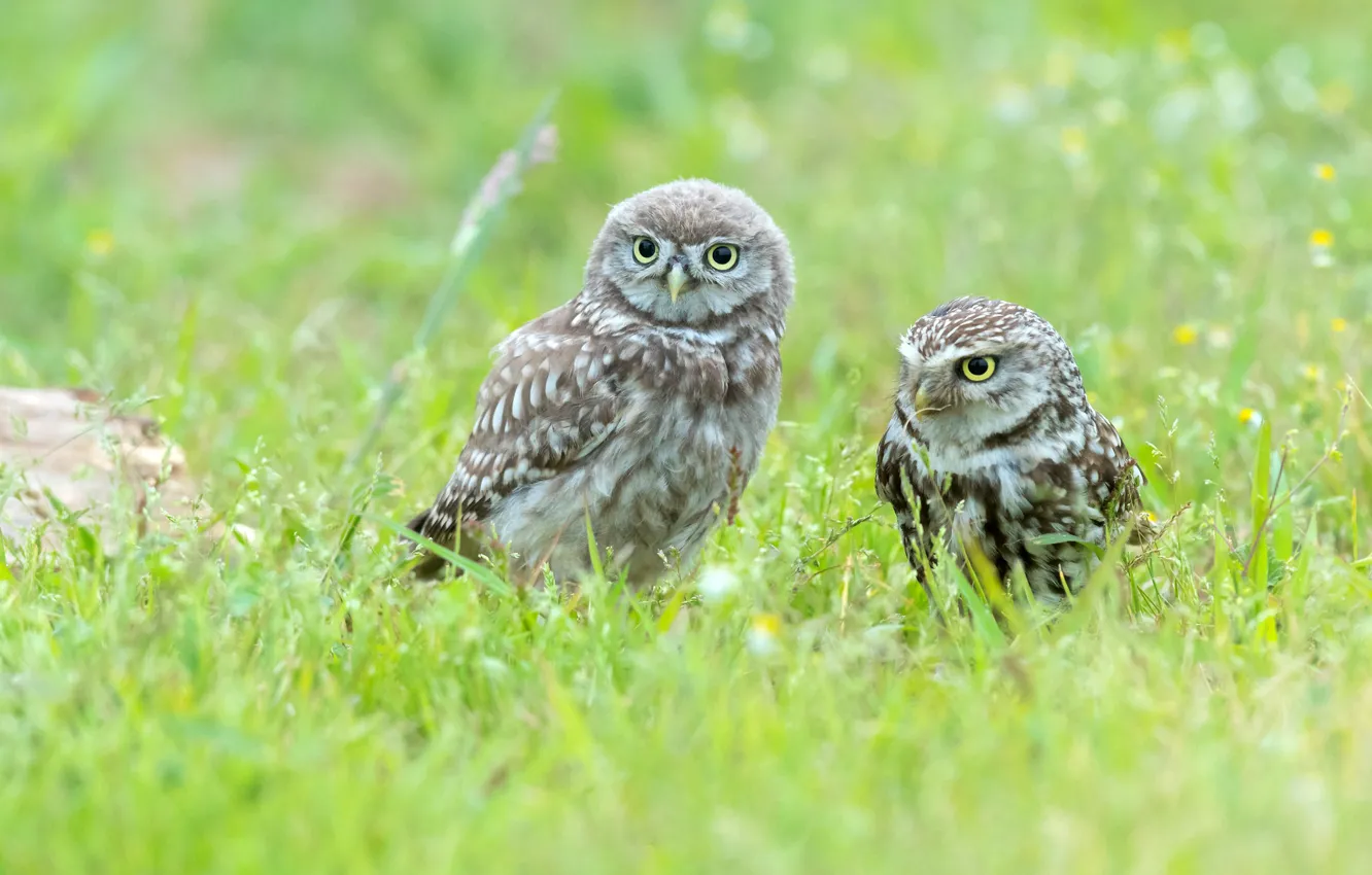 Photo wallpaper grass, owl, bird, glade, two, pair, a couple, Duo