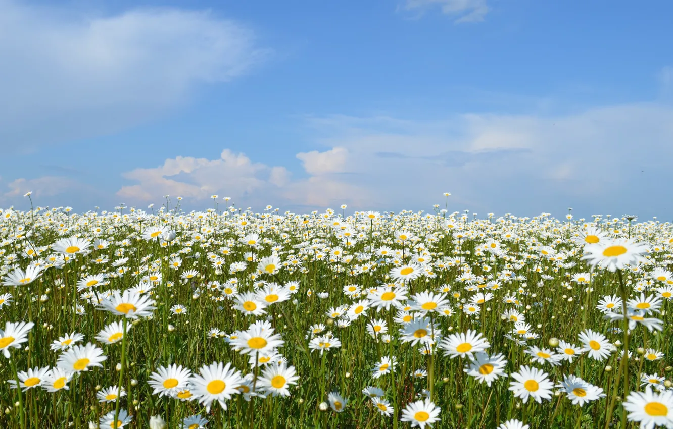 Photo wallpaper the sky, chamomile, meadow.