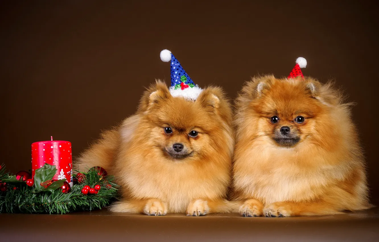 Photo wallpaper dogs, background, holiday