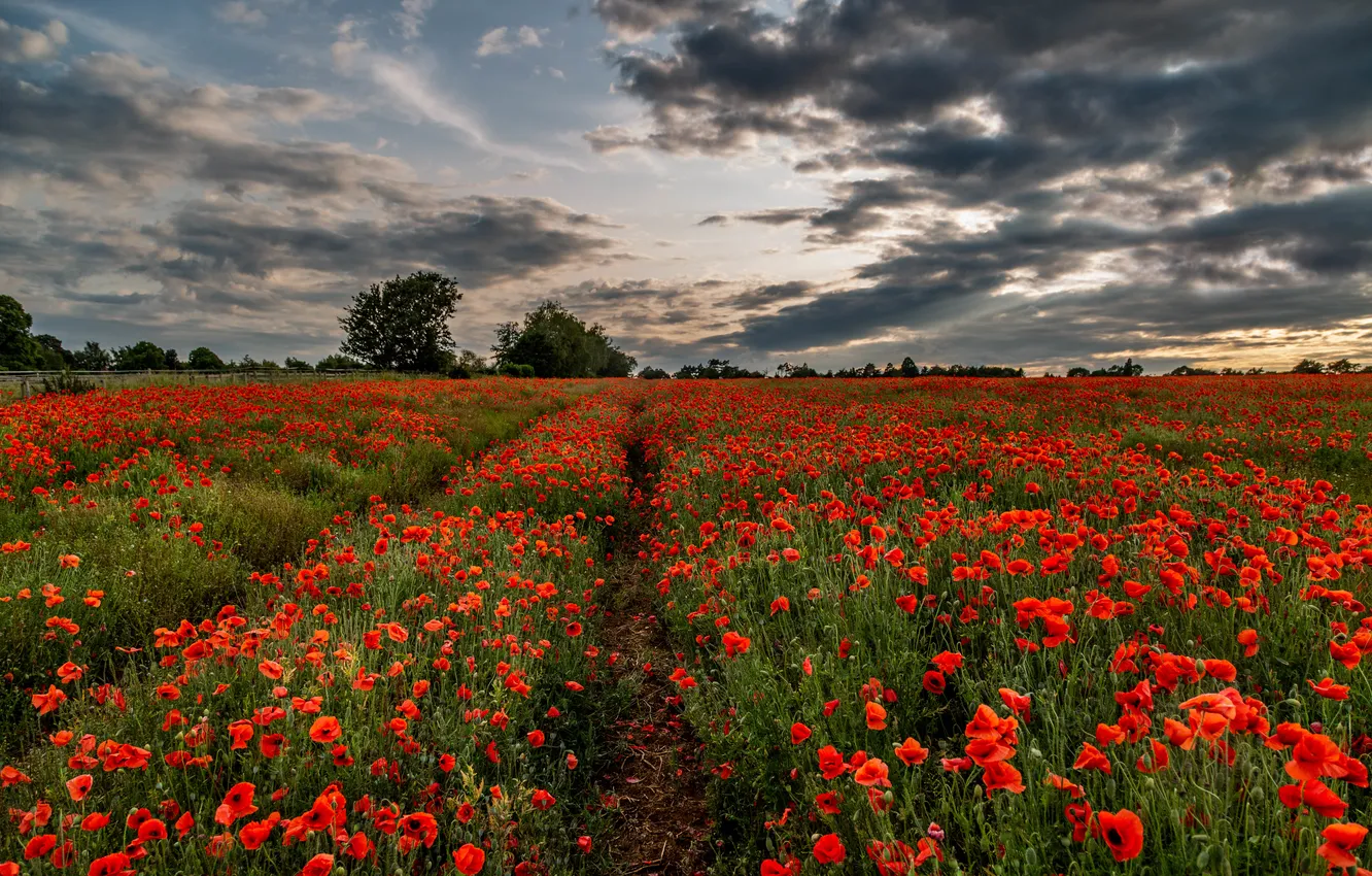 Photo wallpaper red, flowers, the sky, field, Maki, poppy field, summer