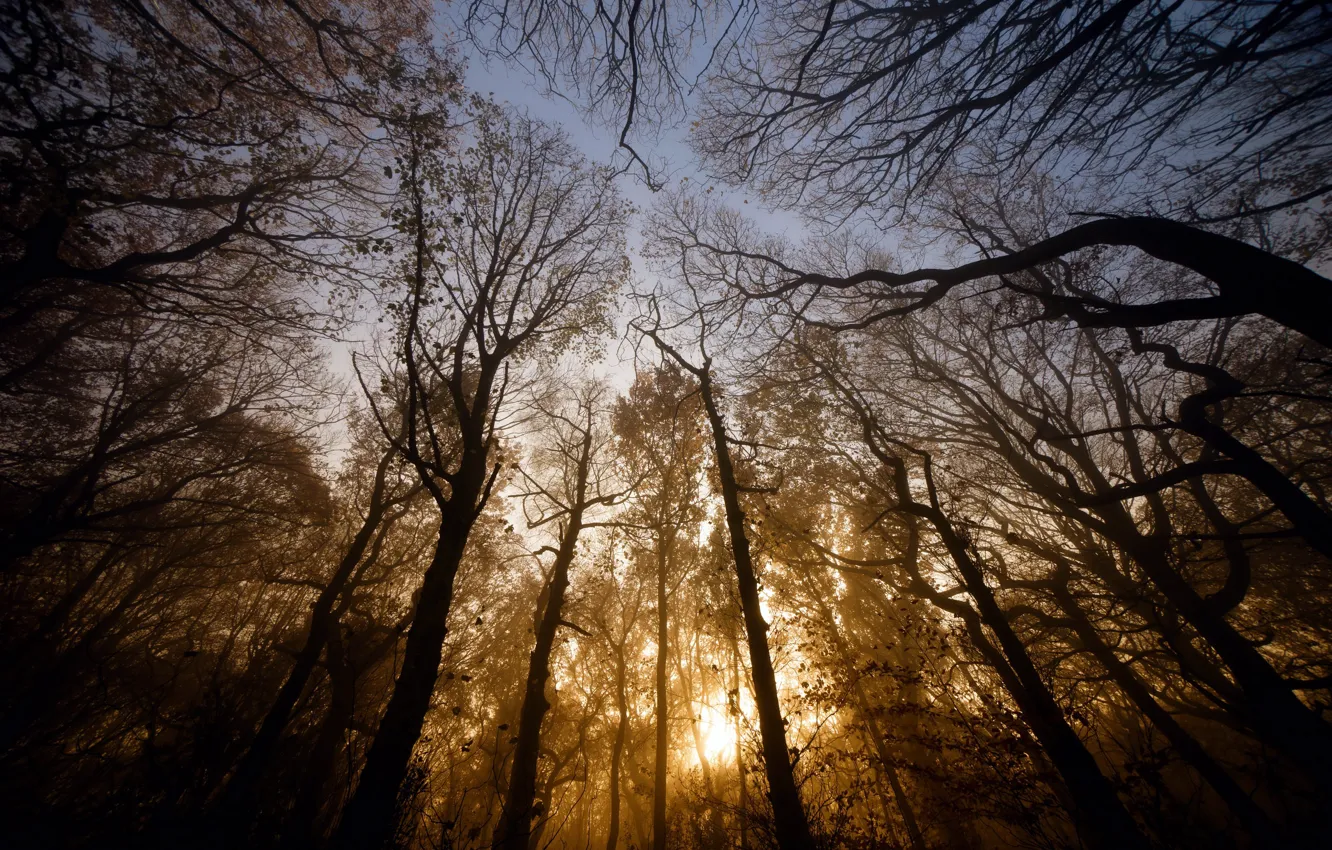 Photo wallpaper forest, trees, the evening