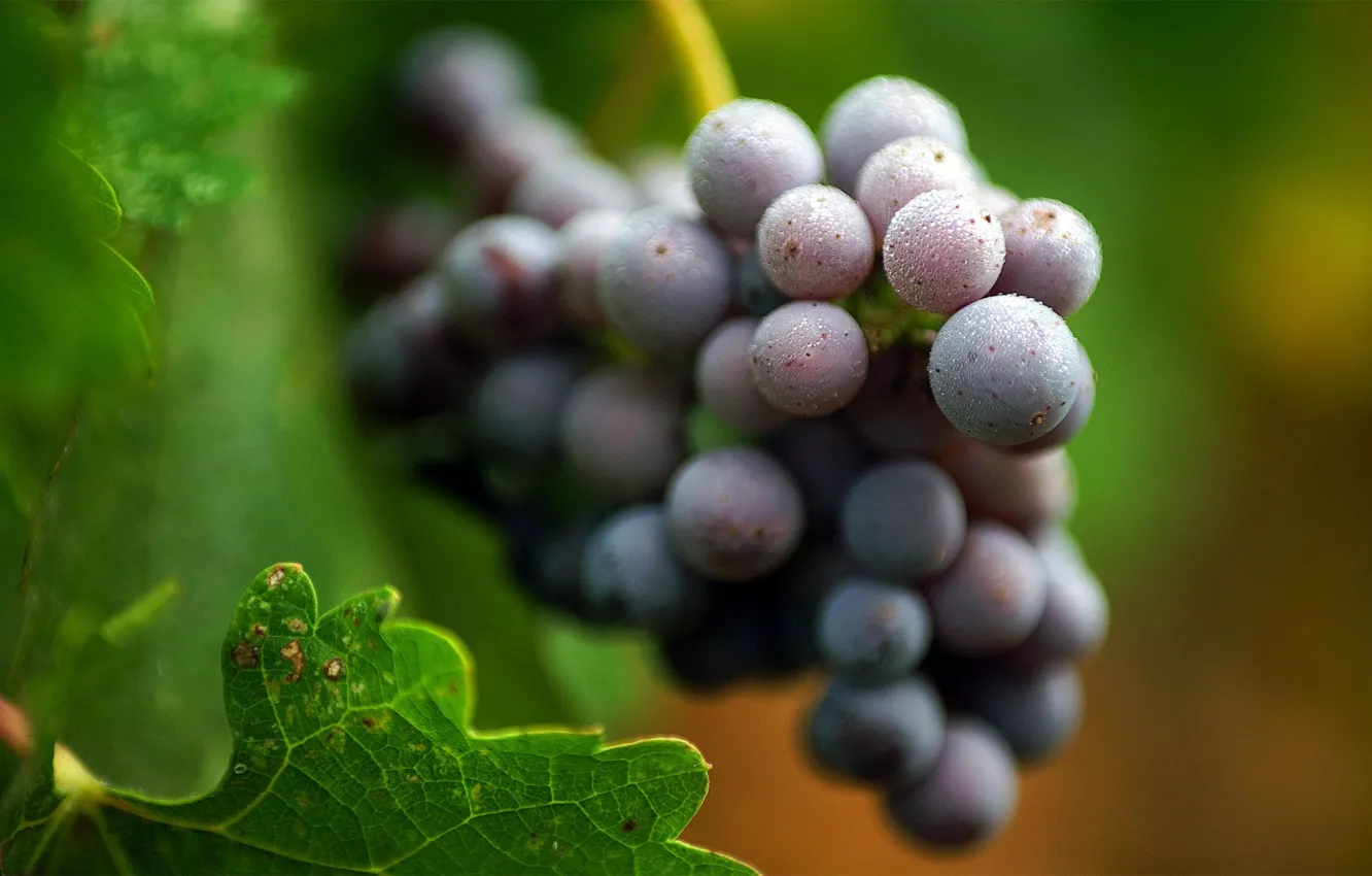 Photo wallpaper leaves, grapes