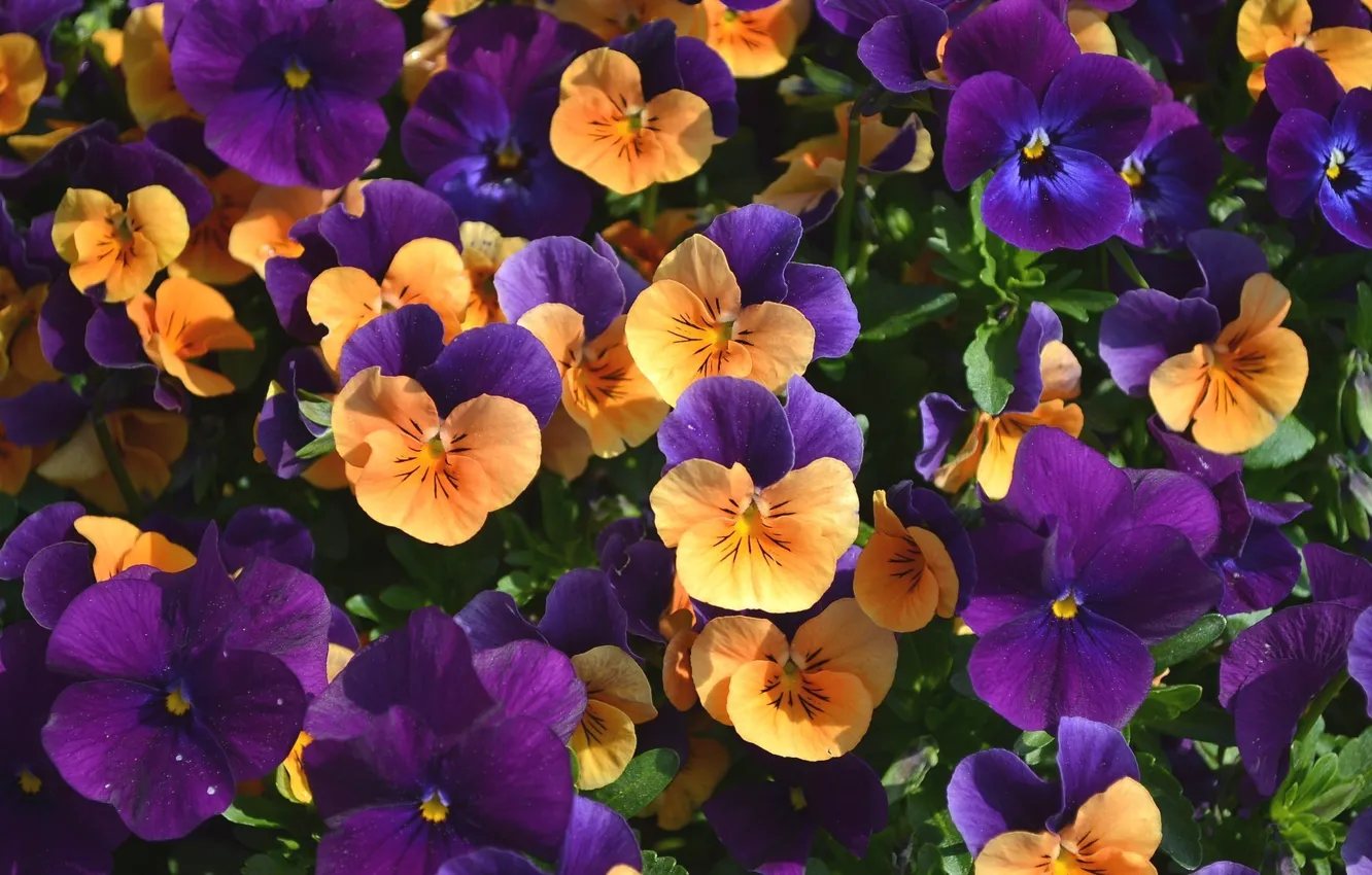 Photo wallpaper flowers, Pansy, viola