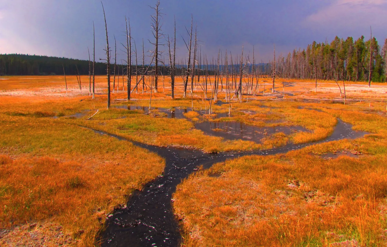 Photo wallpaper the sky, grass, trees, stream, USA, Yellowstone national Park
