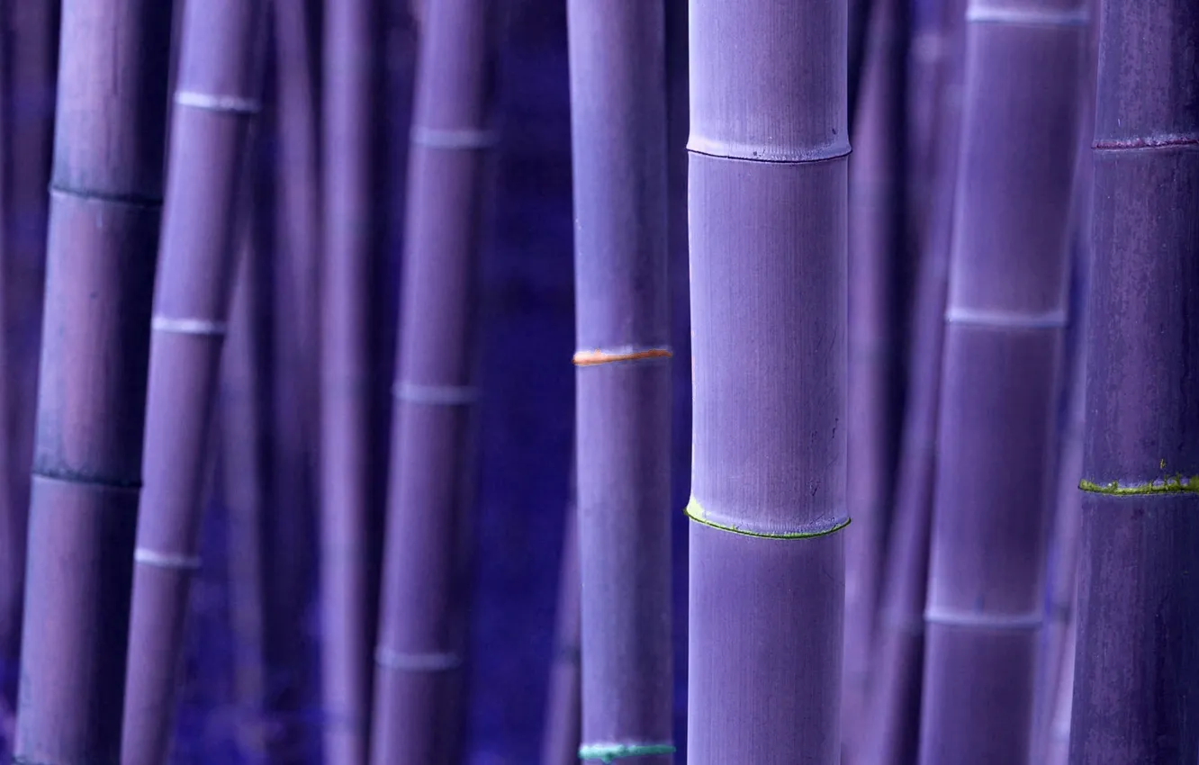 Photo wallpaper trunks, bamboo, corduroy