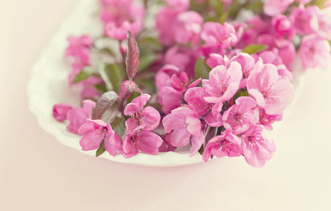 Photo wallpaper macro, flowers, pink, flowering