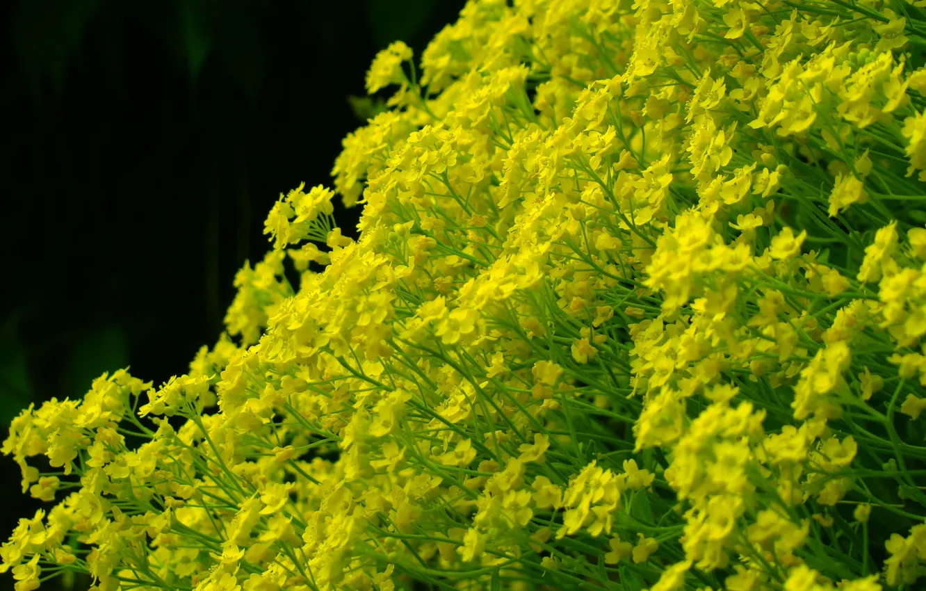 Photo wallpaper macro, flowers, yellow, background, black, stems, green, inflorescence