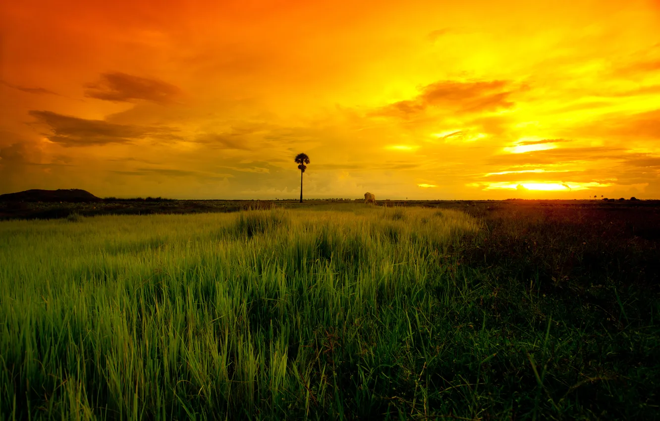 Photo wallpaper field, the sky, sunset, palm trees