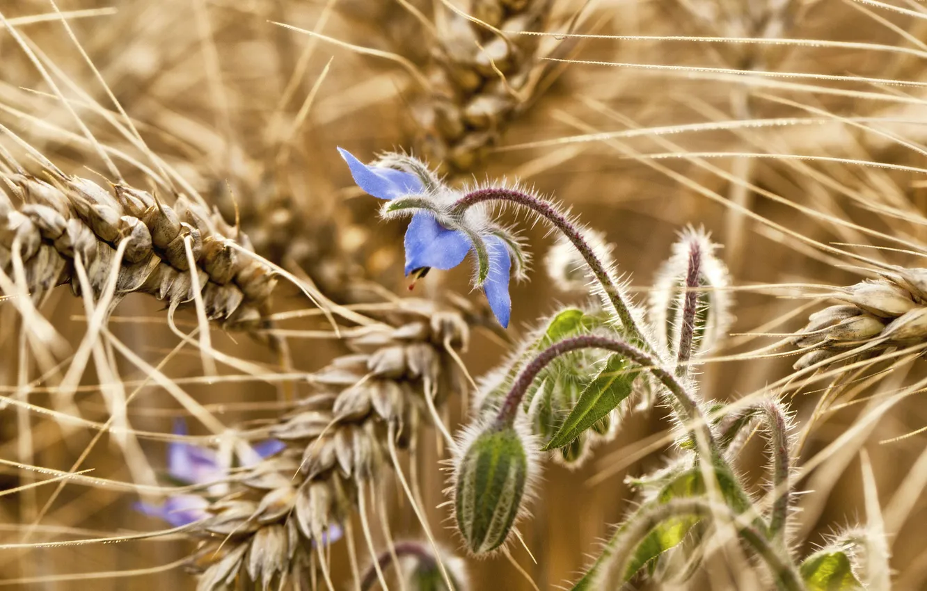 Photo wallpaper field, macro, flowers, ears