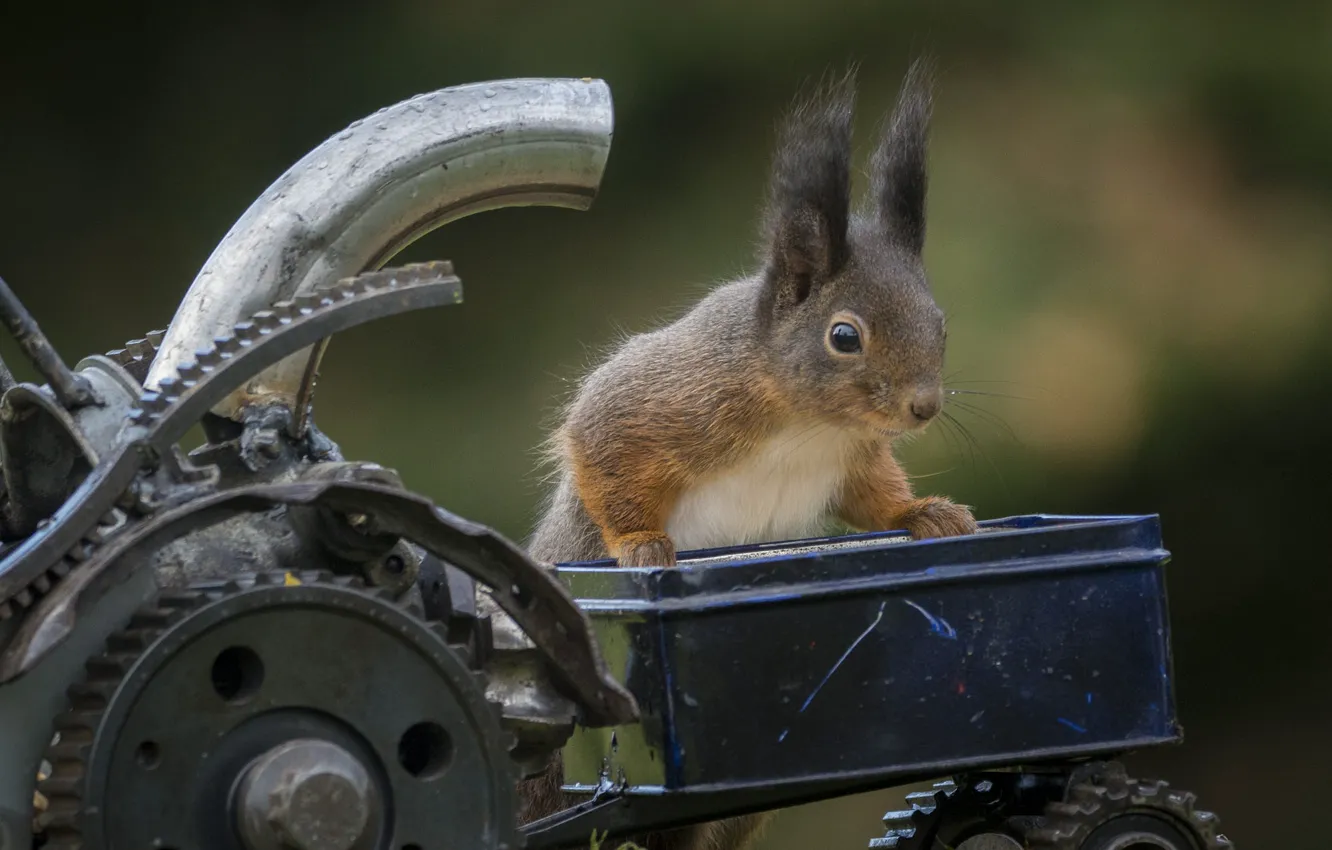 Photo wallpaper machine, look, pose, toy, wheel, protein, muzzle, tractor