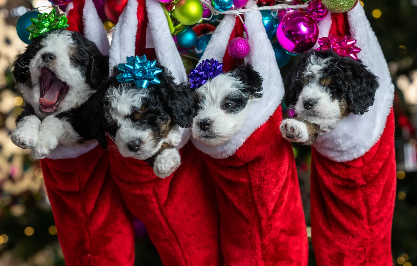 Photo wallpaper balls, puppies, Christmas, New year, kids, Quartet, faces, doggie