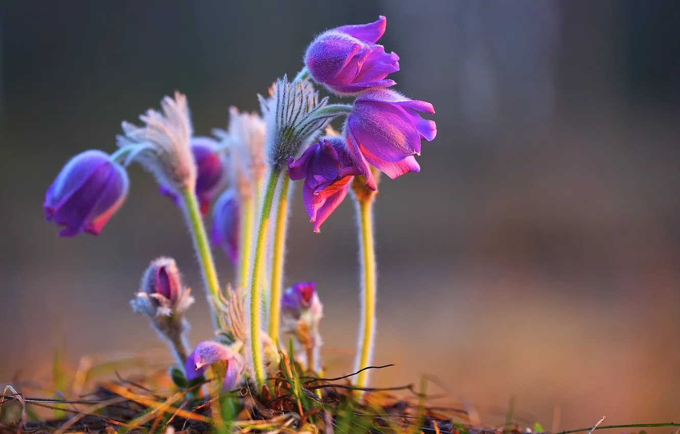 Photo wallpaper macro, flowers, plant, pink