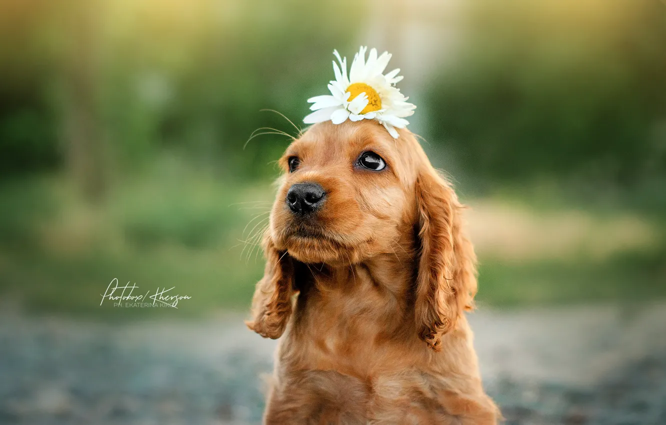 Photo wallpaper flower, Daisy, puppy, face, bokeh, doggie, Ekaterina Kikot