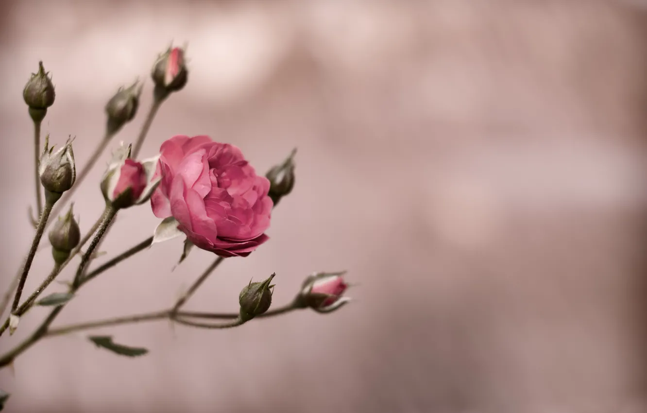 Photo wallpaper rose, Bush, rose, buds, flower, pink