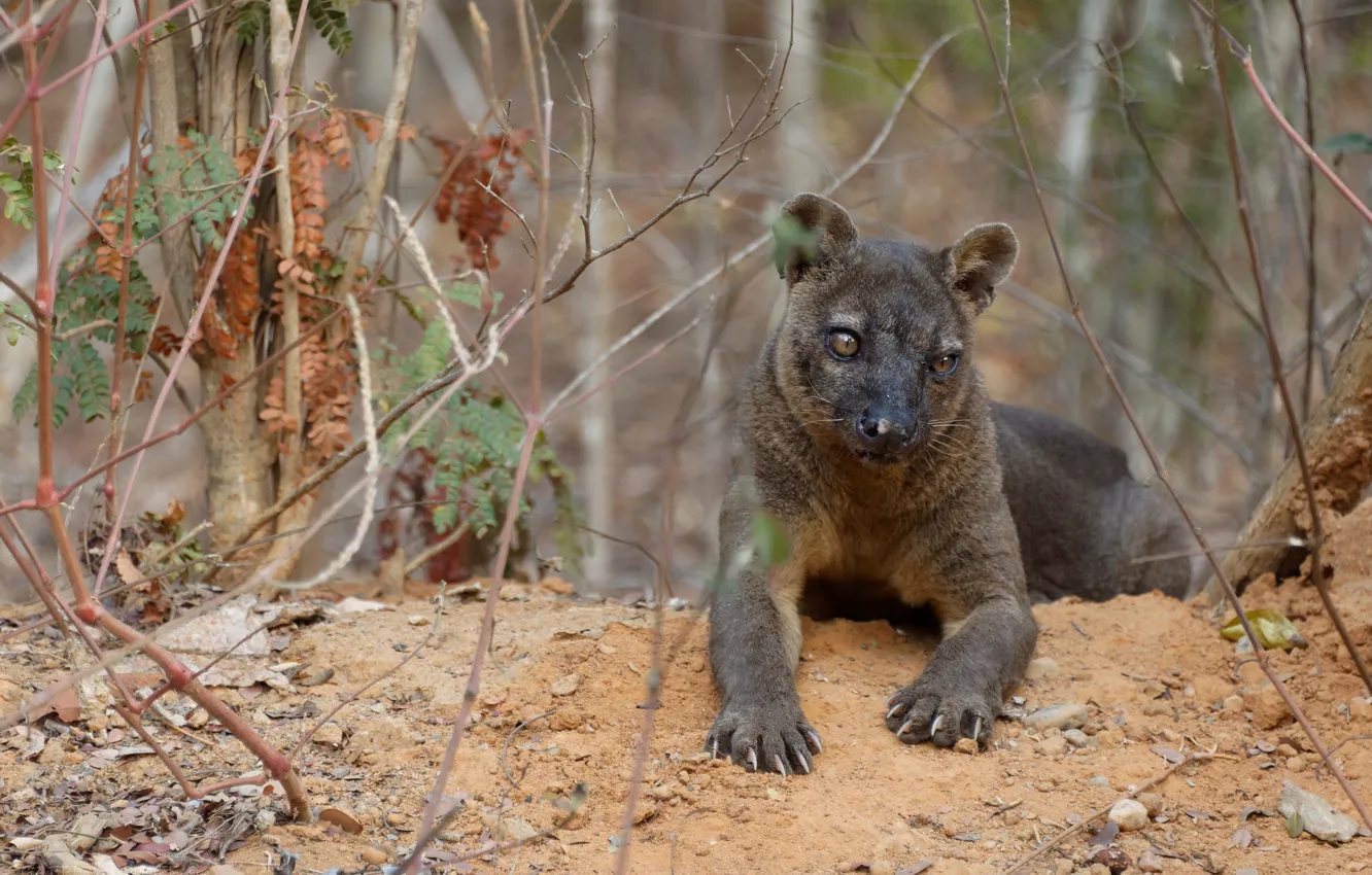 Photo wallpaper branches, predator, paws, the bushes, Fossa