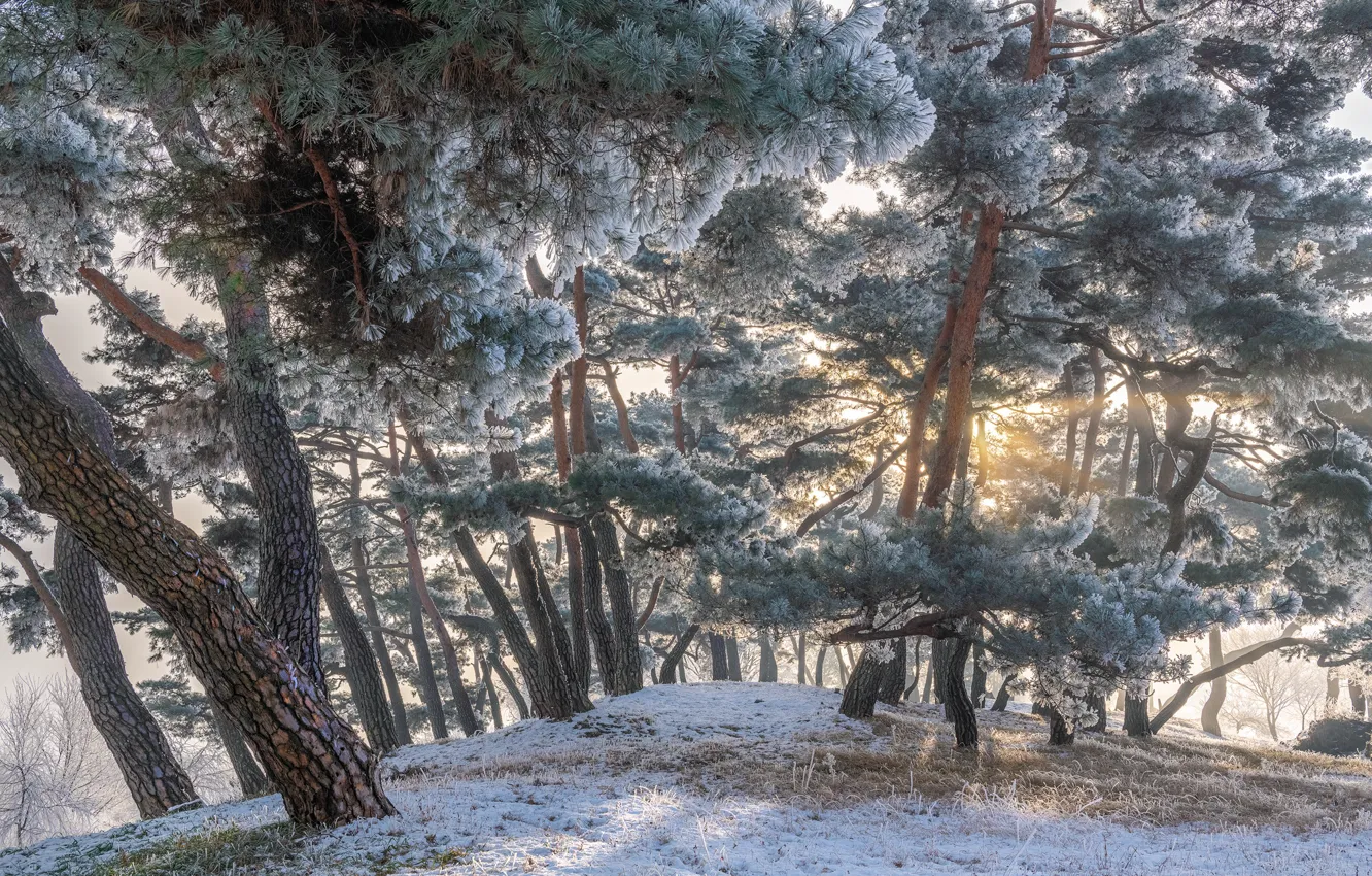 Photo wallpaper winter, frost, the sun, trees, landscape, nature, Park, morning