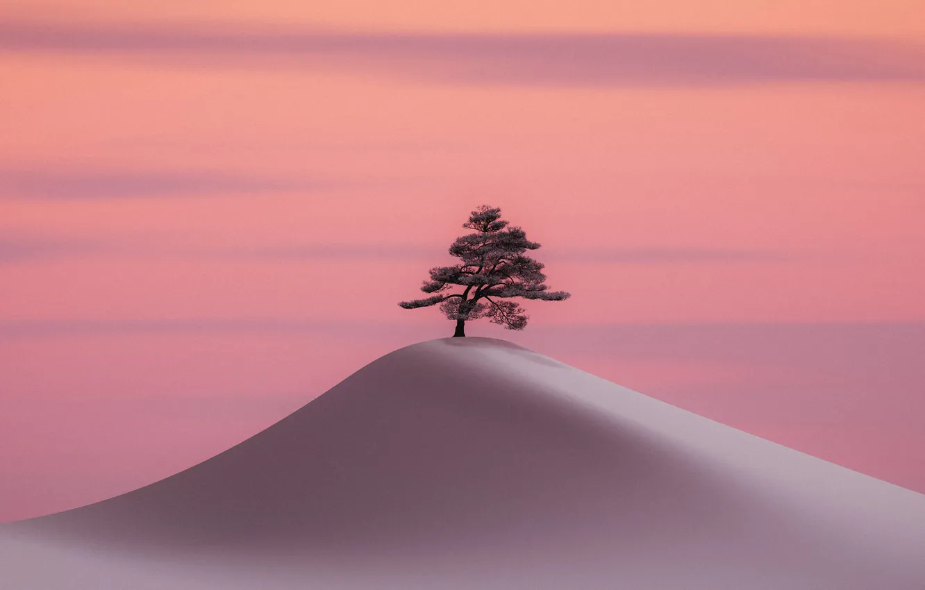 Photo wallpaper desert, trees, landscape, nature, digital art, artwork, Illustration, Minimalism