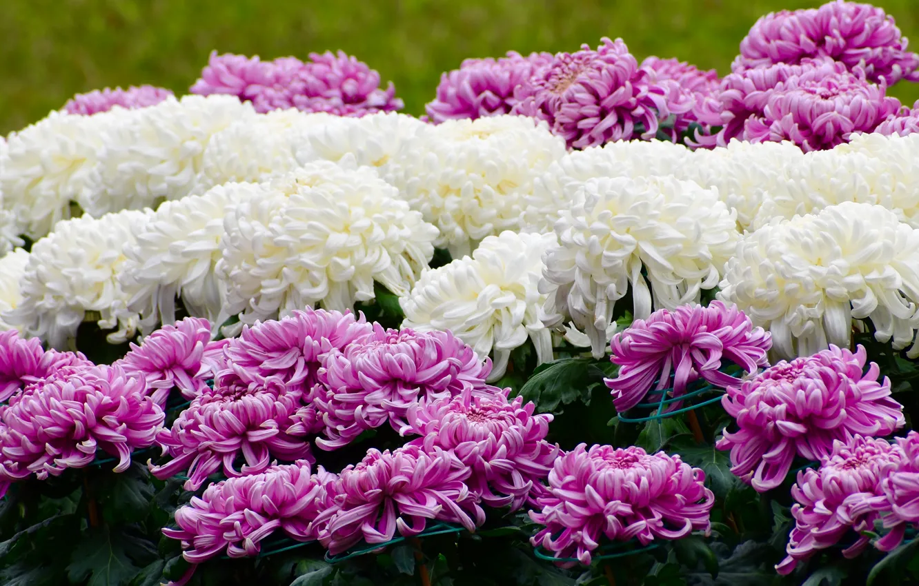 Photo wallpaper flowers, white, flowerbed, chrysanthemum, a lot, lilac