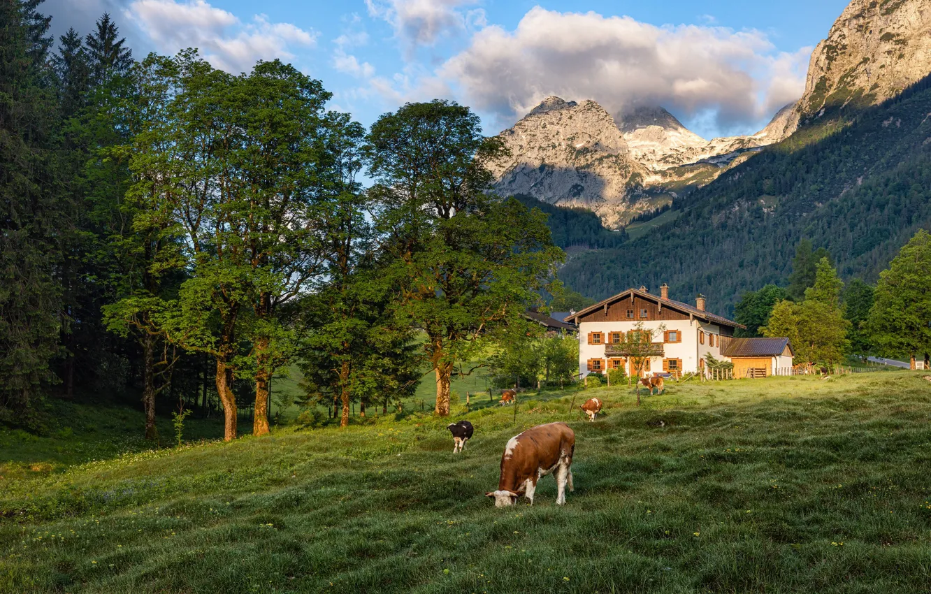 Photo wallpaper trees, mountains, home, cows, pasture, farm