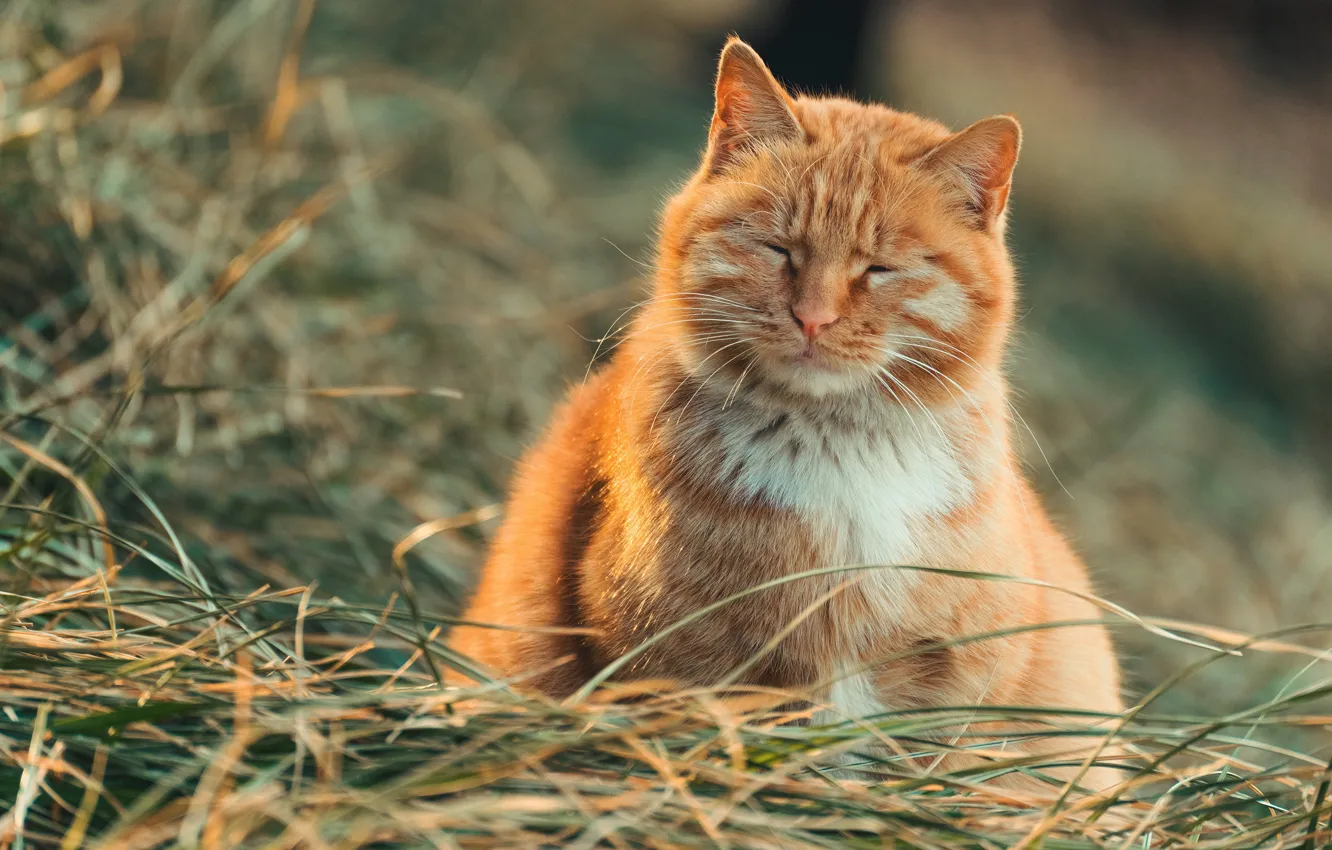 Photo wallpaper cat, grass, cat, red, closed eyes