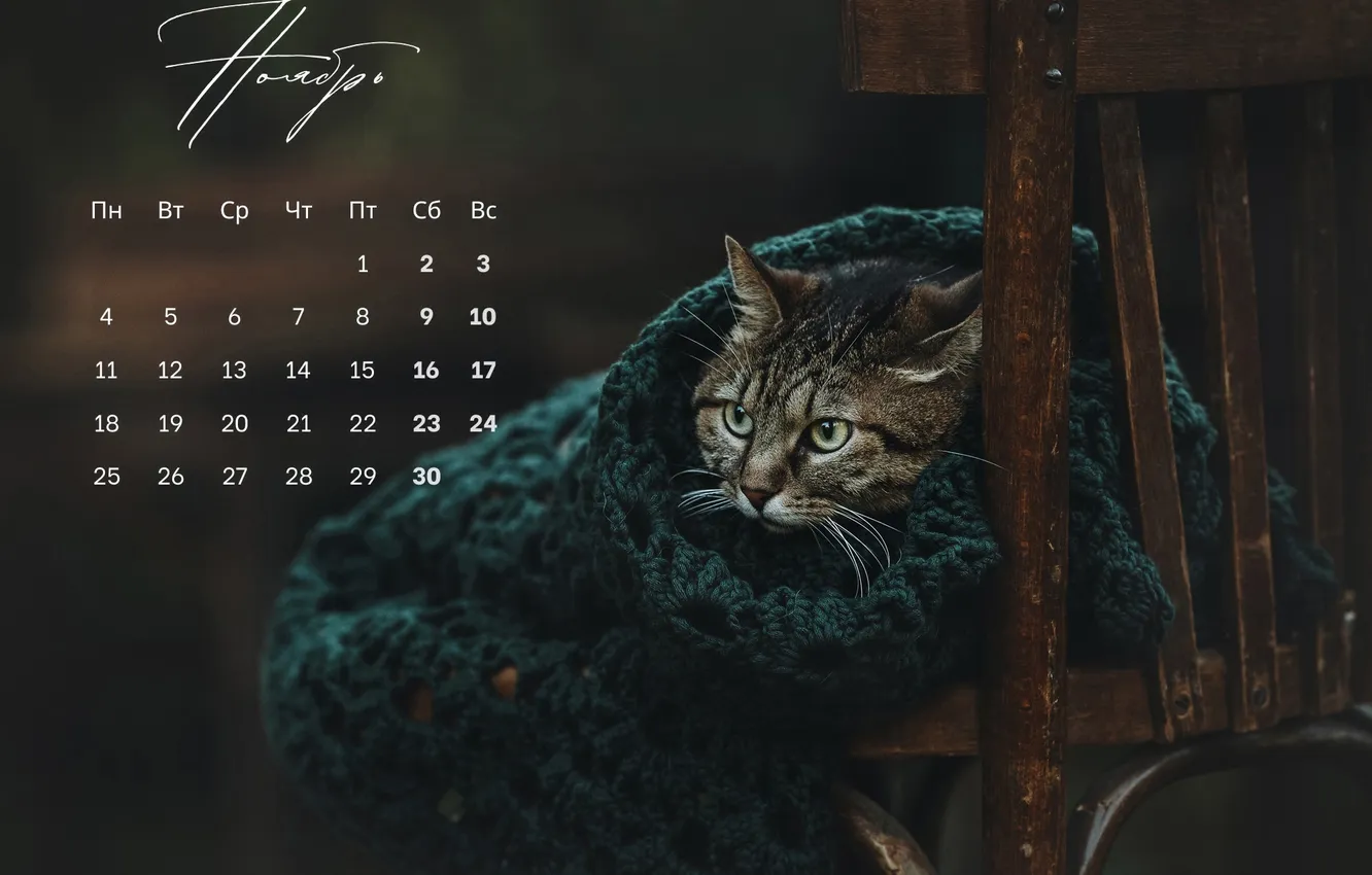 Photo wallpaper cat, muzzle, chair, plaid, calendar, November