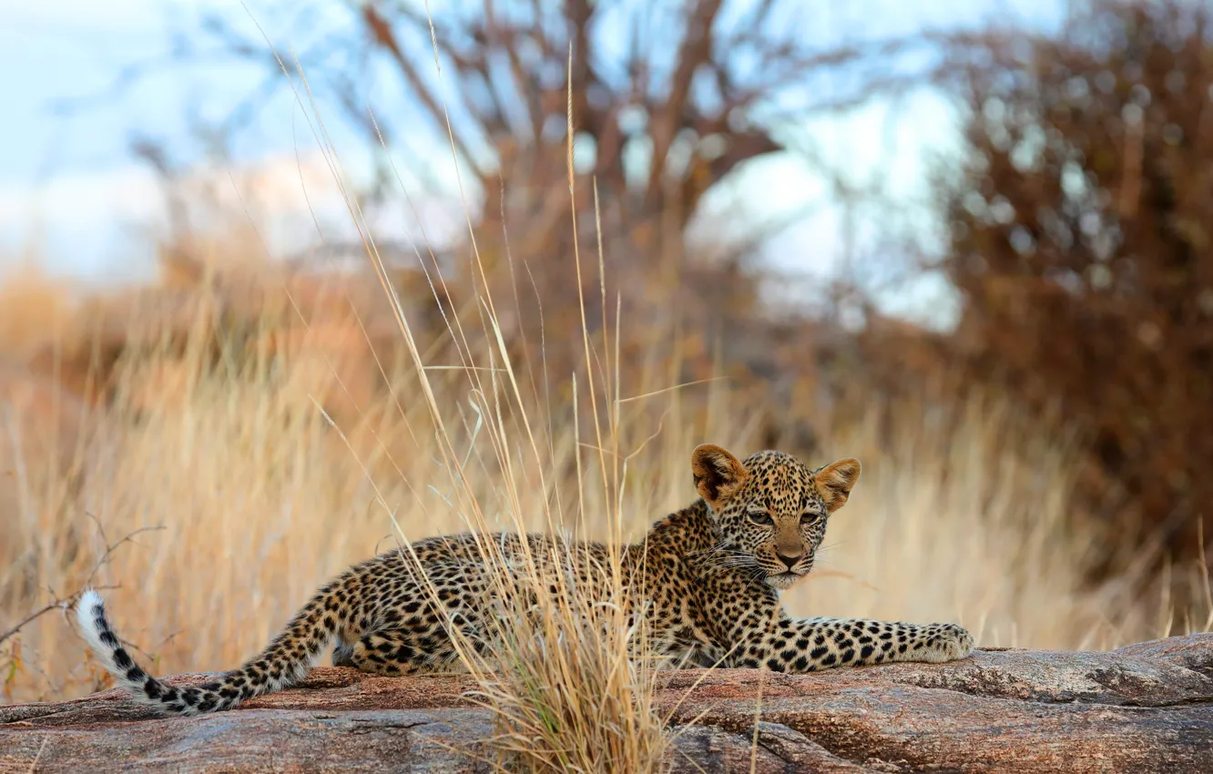 Photo wallpaper grass, branches, nature, leopard, lies, cub, the bushes, bokeh