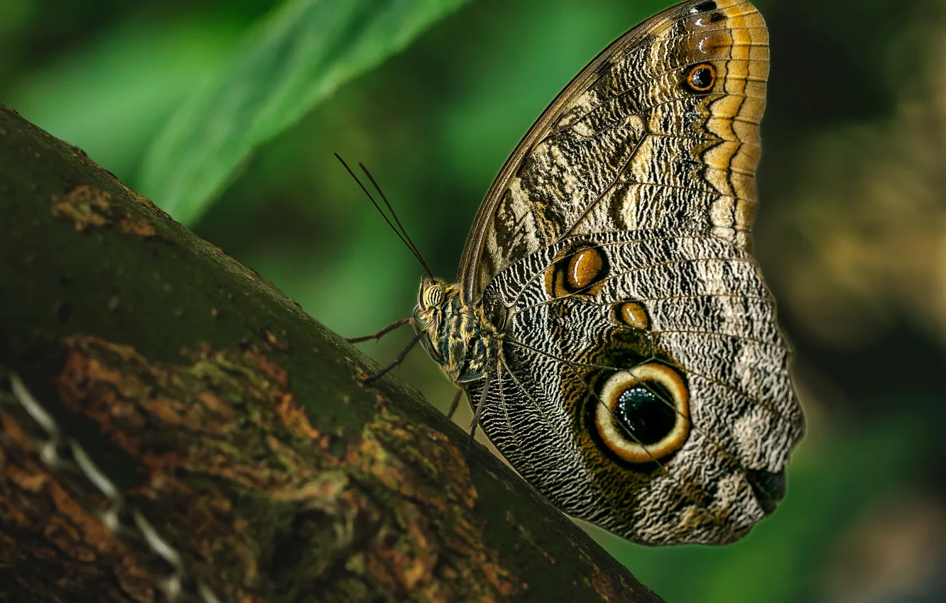 Photo wallpaper macro, trees, nature, pattern, butterfly, plant, insect, bark